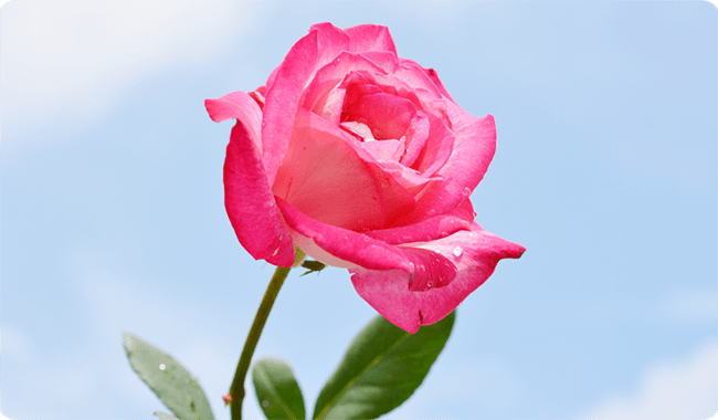 CASE1.母が大切に育てていたバラを参列者にプレゼント