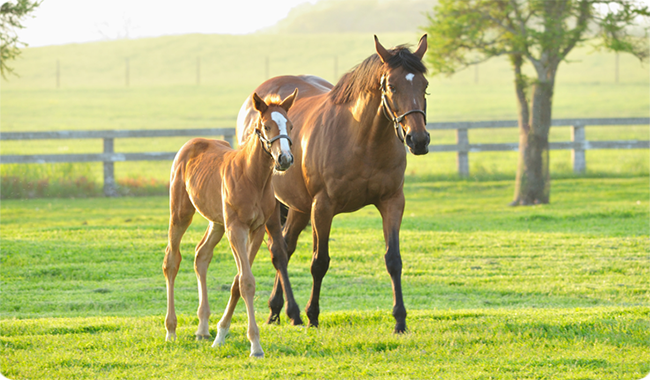CASE4.愛馬の思い出と一緒に